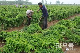 山药什么时候种植好(山药什么时候种植好成都的气候)