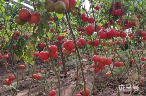 西红柿种植怎样打理(如何打理西红柿苗才能