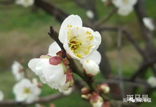 樱花和梅花的区别(樱花和梅花的区别400字作文)