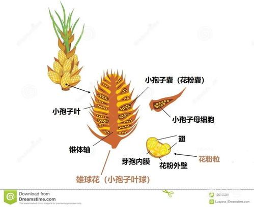 玉米是被子植物吗(玉米属于被子植物还是裸子植物)