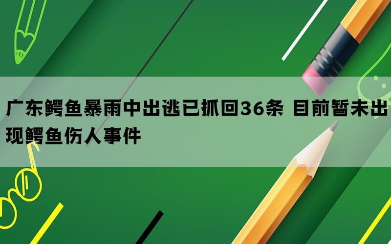 广东鳄鱼暴雨中出逃已抓回36条 目前暂未出现鳄鱼伤人事件