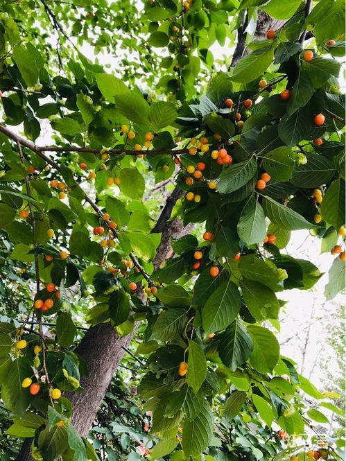 桃树能种在院子里吗(桃树能种在院子里吗影响风水吗)