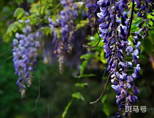 紫藤花期是几月到几月(紫藤的花期有多长什么时候开始开花)