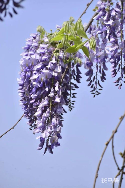 紫藤花一年开几次(紫藤为什么只长叶不开花