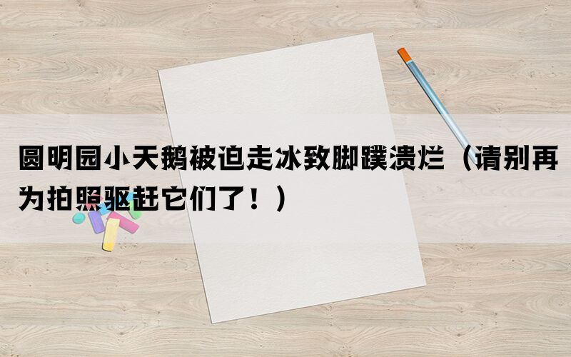 圆明园小天鹅被迫走冰致脚蹼溃烂（请别再为拍照驱赶它们了！）